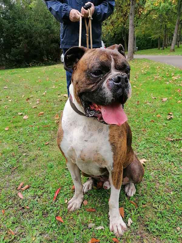 mambo boxer à l'adoption au refuge sos animaux 78 au Chesnay près de Versailles